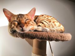 -猫小院猫主题咖啡厅(北锣店)