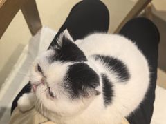 -藏猫猫咖啡主题馆(中央大道店)