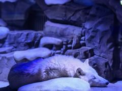 -上海海昌海洋公园-冰山北极馆