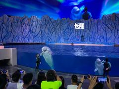 -帝企鹅自助餐厅•儿童岛•真企鹅(长隆企鹅酒店)