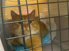 -瑞派·关忠动物医院·猫专科·犬专科(三环新城店)