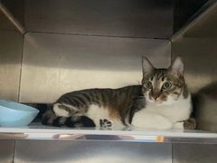 -创凡宠物医院·骨专科  猫科中心(西乡分院)