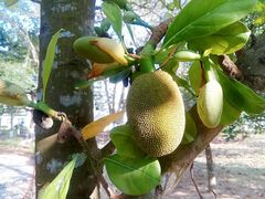 -三亚海棠湾南田温泉神龙谷