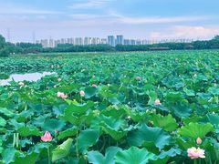 -荷塘月色湿地公园·向阳花洲