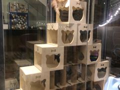 -有猫主题·治愈系猫咖(曾厝垵店)