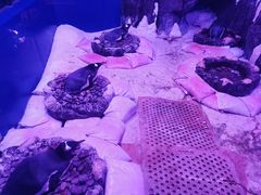 -暹罗海洋世界