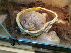 -酷以爬仙阁实体爬宠店·守宫·蜥蜴·专业繁育