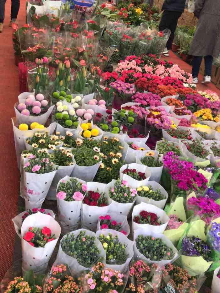 龙大花卉苗木市场-"挺好的,我在开业前就已经去过了,前后去了.