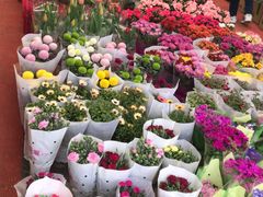 -龙大花卉苗木市场