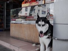 -俊丽双皮奶甜品店