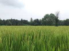 -北坞公园
