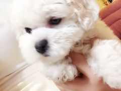 -芭比堂动物医院·24小时·眼科中心(深圳中心)