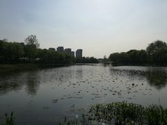 -新江湾城公园