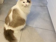 -关爱宠物医院·猫科中心·消化科(滨湖万达分院)