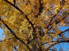 -千年银杏谷文化旅游区