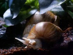 -暹罗海洋世界