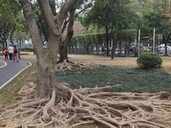 -金花茶公园