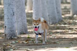 点击看大图 -飛凡TATTOO纹身•原创