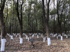 -九科绿洲