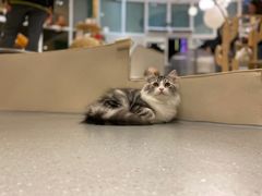 -飞行喵MR PILOT|猫舍·猫咖(静安大融城店)