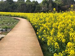 -紫颐香薰山谷景区