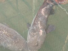 -蓝湾碧波·老字号·疍家非遗海上餐厅