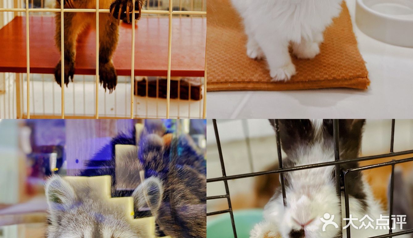 可以撸羊驼🦙的和超多萌宠🐶🐰🐱的可爱小店！