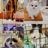 可以撸羊驼🦙的和超多萌宠🐶🐰🐱的可爱小店！