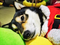 -逗柴咖啡屋·狗咖猫咖宠物桌游