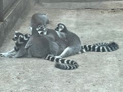 -昆明动物园