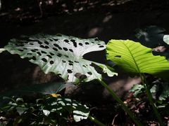 -七仙岭温泉国家森林公园