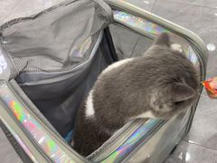 -爱洗澡的猫(天河路店)