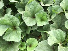 -凤来栖·净庭院·火锅(欧尚店)