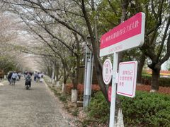 -高东镇樱花园