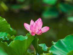 -荷塘月色湿地公园·向阳花洲