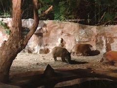 -清迈夜间动物园