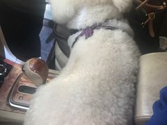-Pets First伊珊娜洗护·精致美容·家庭式寄养(新会路店)