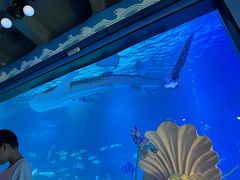 -烟台海昌鲸鲨海洋公园