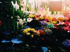 店门口春天的颜色-曲阳花鸟市场(曲阳路店)
