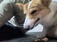 -翊宠yipet猫狗购宠庄园犬舍•猫舍