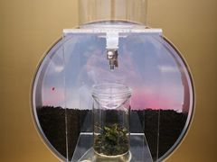 -喜茶(永旺梦乐城店)