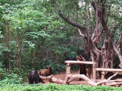 -广州长隆野生动物世界