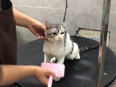 -萌萌喵宠物(百水芊城阅水坊店)