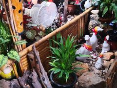 -Jungle Kitchen