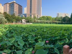 -黄兴公园