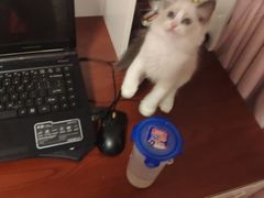 -古乐牛香·鲜牛肉牛杂火锅(吴江三里桥运东商业广场店)