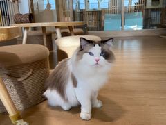 -猫腻·猫咖·撸猫馆(星光大道店)