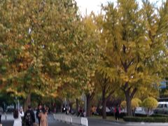 -三里屯东五街银杏大道