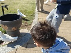 -野狸岛