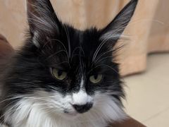 -A猫a狗全科·犬猫异宠·芥西宠物医院(南开总院)